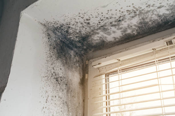 Affordable Hvac And Air Duct Mold Remediation solutions in DuPont, WA